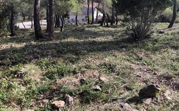 61 terrenos y fincas en venta santa coloma de cervello