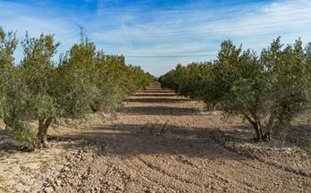 terrenos solares en venta aspe
