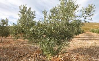 48 terrenos y fincas en venta durcal