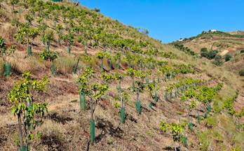 75 terrenos y fincas en venta benamargosa