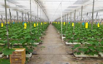 81 terrenos y fincas en venta torrenueva