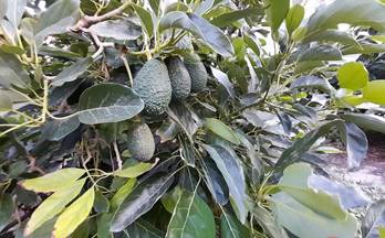 138 terrenos y fincas en venta molvizar