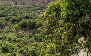 venta finca rustica motril puntalón