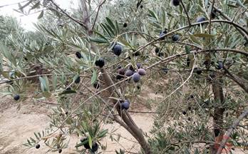 venta terrenos solares resto provincia piñar