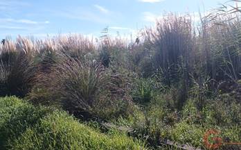 136 terrenos y fincas en venta motril