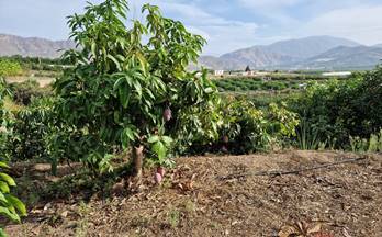329 terrenos y fincas en venta granada provincia