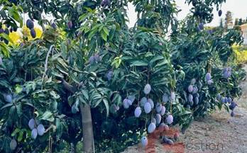 147 terrenos y fincas en venta salobreña
