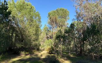 venta terrenos solares rociana del condado rociana del condado