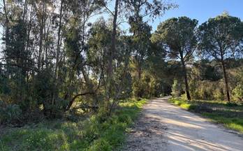 venta terrenos solares rociana del condado rociana del condado