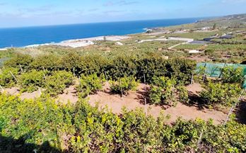 27 terrenos y fincas en venta tenerife sta. cruz de tenerife