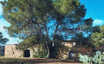 29 terrenos y fincas en venta felanitx