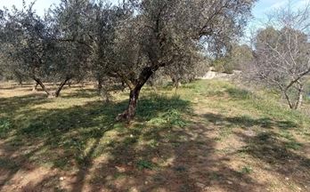 87 terrenos y fincas en venta albaida