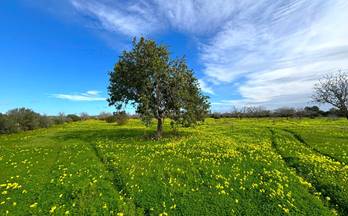 venta terrenos solares campos campos
