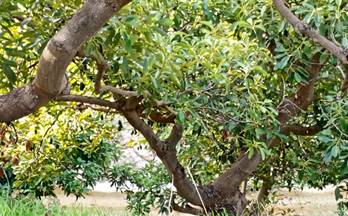 154 casas en venta cutar