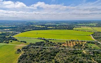 19 terrenos y fincas en venta santanyi