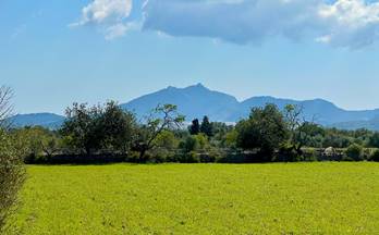 29 terrenos y fincas en venta algaida