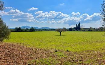 39 terrenos y fincas en venta llucmajor