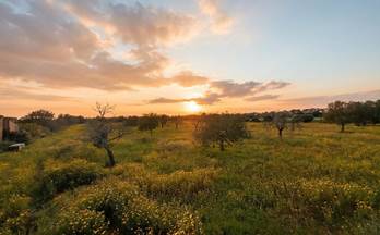 venta terrenos solares llucmajor llucmajor (pueblo)