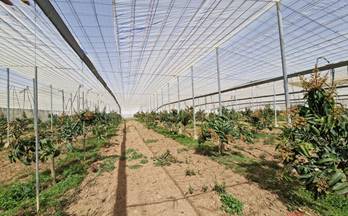 venta finca rustica molvizar la palmilla