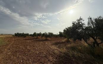 2 terrenos y fincas en venta el viso del alcor