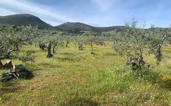 2 terrenos y fincas en venta mirabel