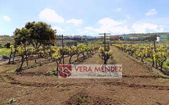 12 terrenos y fincas en venta el sauzal
