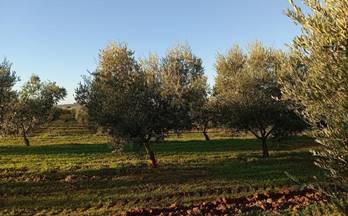 venta terrenos solares resto provincia manzanilla