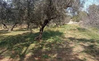 50 terrenos y fincas en venta xativa