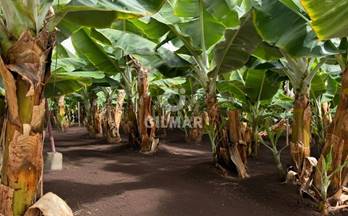 6 terrenos y fincas en venta las palmas de gran canaria