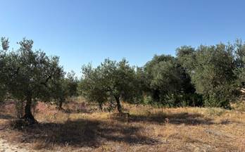 4 terrenos y fincas en venta benacazon