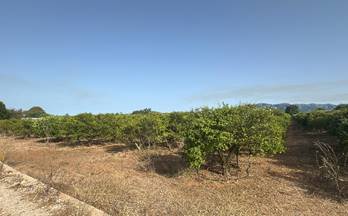 128 terrenos y fincas en venta amposta
