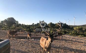 1 terrenos y fincas en venta ayora