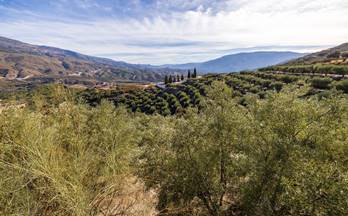 venta terrenos solares resto provincia el pinar