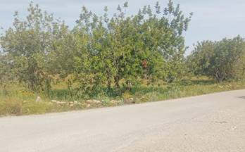 63 terrenos y fincas en venta sant carles de la rapita