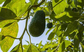 venta finca rustica los guajares costa tropical