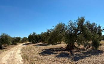 venta terrenos solares bollullos par del condado andalucia