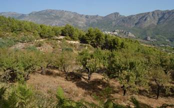 venta terrenos solares benimantell 
