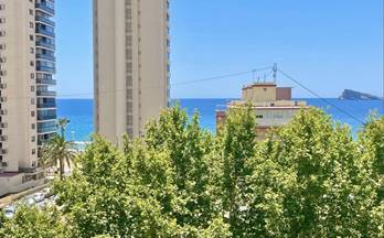 alquiler estudio benidorm avenida del mediterraneo