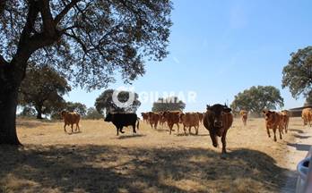 venta finca rustica caceres 