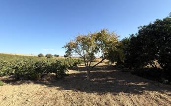 venta finca rustica la palma del condado la palma del condado