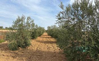 venta terrenos solares bollullos par del condado andalucia
